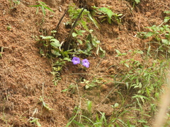 Achimenes longiflora, photograph (c) Liliana Ramírez-Freire, some rights reserved (CC BY)