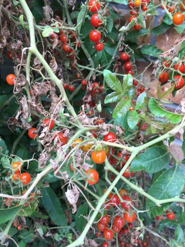 Foto de Tomate cereja