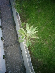 Verbascum songaricum