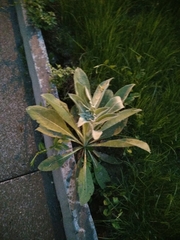 Verbascum songaricum