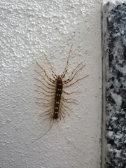 Scutigera coleoptrata