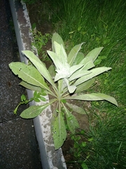 Verbascum songaricum