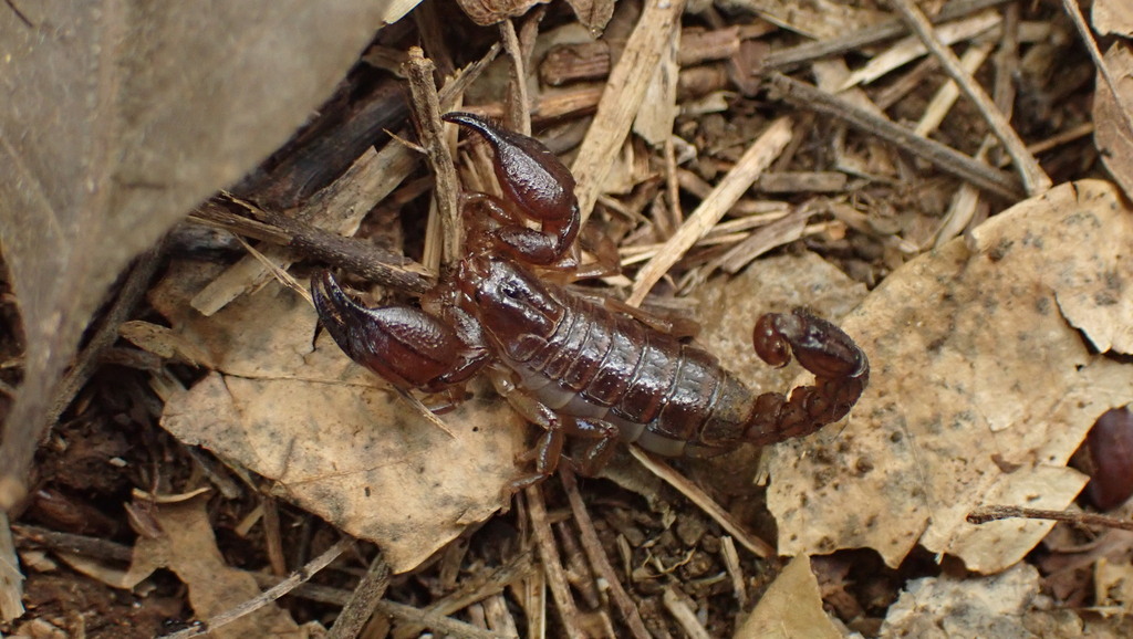Heteronebo portoricensis