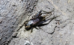 Teleogryllus occipitalis