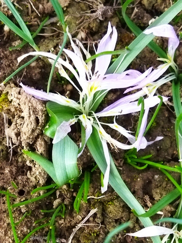 Colchicum soboliferum