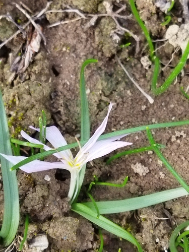 Colchicum soboliferum