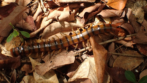 Photo of Caribbean Giant Centipede (Scolopendra alternans)