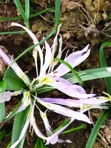 Colchicum soboliferum