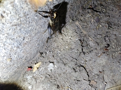 Teleogryllus occipitalis