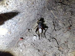 Teleogryllus occipitalis