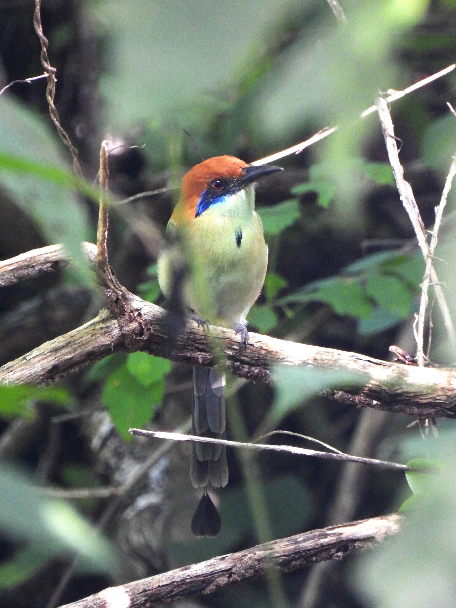 Russet-crowned Motmot illustration
