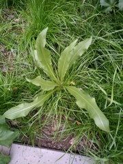 Armoracia sisymbrioides