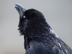 Corvus corone