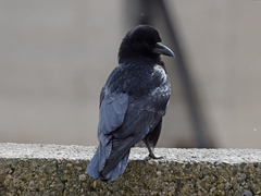 Corvus corone