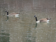 Branta canadensis