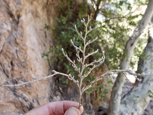 Image of Selaginella rupincola by (c) Sue Carnahan, some rights reserved (CC BY)
