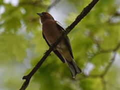 Fringilla coelebs