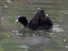 Fulica atra