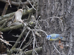 Cyanistes caeruleus