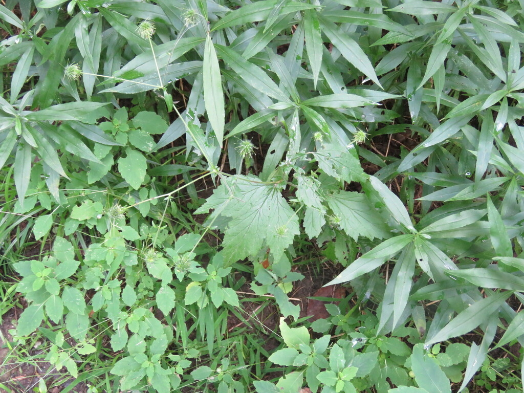 avens from Preston Pond, Bolton, VT 05465, USA on August 27, 2022 at 1210 PM by Laurie DiCesare