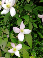 Clematis montana