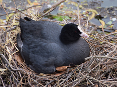 Fulica atra