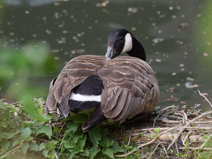 Branta canadensis
