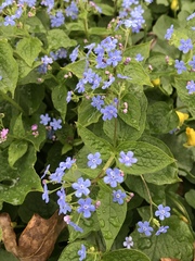 Brunnera macrophylla