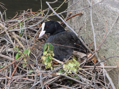 Fulica atra