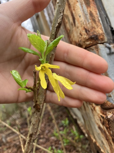 Forsythia vert 3