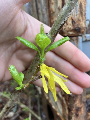 Forsythia vert 4