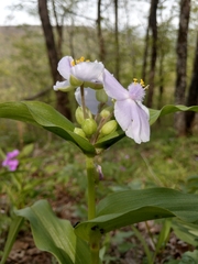 Tradescantia ozarkana