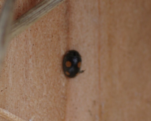 Platynaspis luteorubra