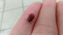 Gonioctena fornicata