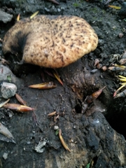 Cerioporus squamosus