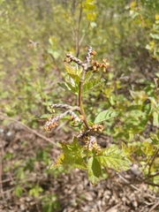 Rhus aromatica aromatica
