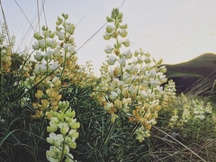 Lupinus sulphureus