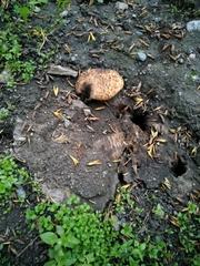 Cerioporus squamosus