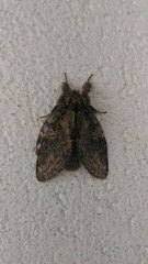 Peridea anceps