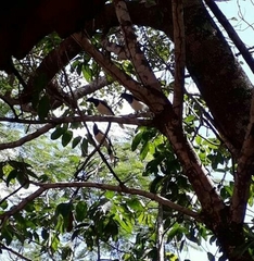 Cyanocorax cristatellus