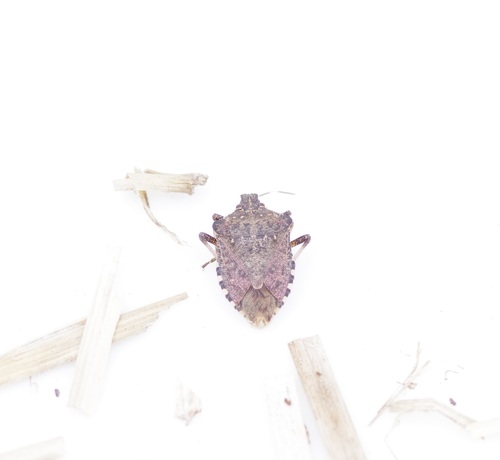 Halyomorpha halys