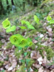 Euphorbia amygdaloides