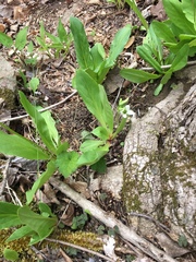 Primula meadia