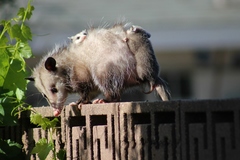 Didelphis virginiana