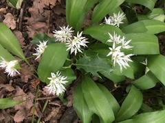 Allium ursinum