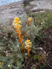 Orobanche minor