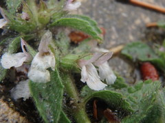 Sideritis romana