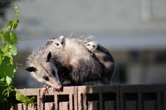 Didelphis virginiana