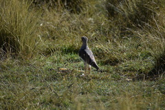 Vanellus resplendens