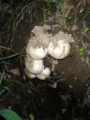 Agaricus